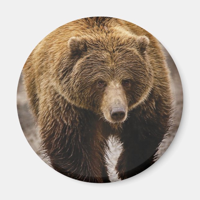 big brown bear magnet (Front)