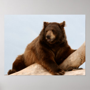 Big Brown Bear on a Log Poster