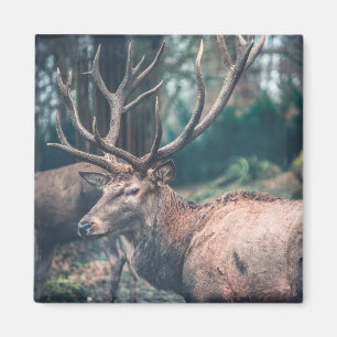Big Brown Buck Deer with Large Antlers Magnet
