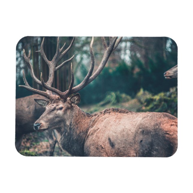 Big Brown Buck Deer with Large Antlers Magnet (Horizontal)