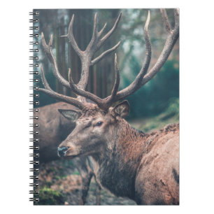 Big Brown Buck Deer with Large Antlers Notebook