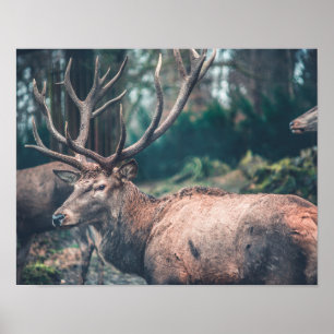 Big Brown Buck Deer with Large Antlers Poster