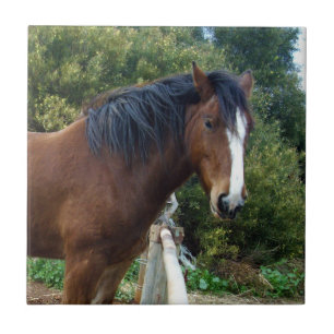 Big Brown Clydesdale Horse, Ceramic Tile