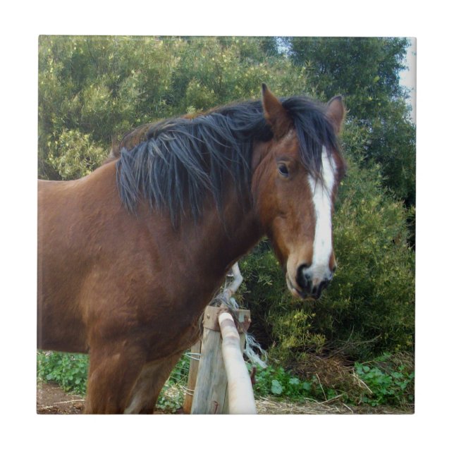 Big  Brown Clydesdale Horse, Ceramic Tile (Front)