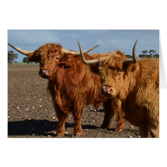 Big Brown Highland Cows, (Front Horizontal)
