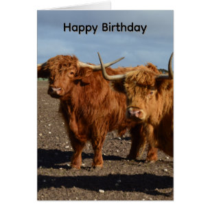 Big Brown Highland Cows, Birthday Card
