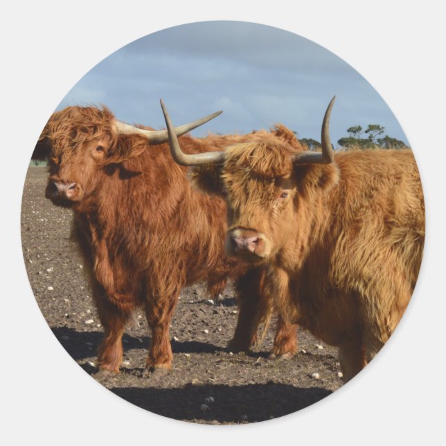 Big Brown Highland Cows, Classic Round Sticker (Front)