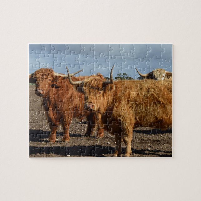 Big Brown Highland Cows, Jigsaw Puzzle (Horizontal)