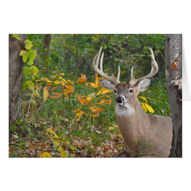Big Buck (Front Horizontal)