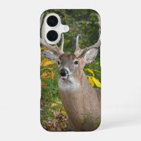 Big Buck In Woods