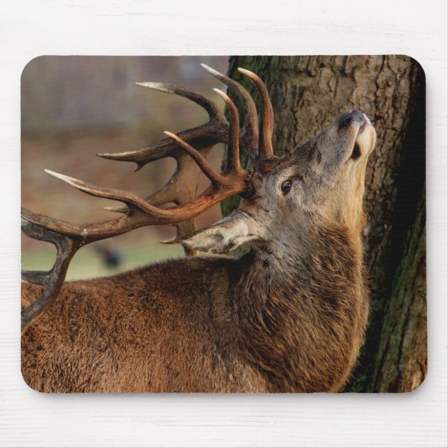 Big Buck Mouse Pad (Front)