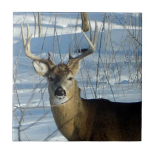 Big Buck Winter Ceramic Tile