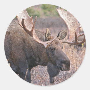 Big Bull Moose Classic Round Sticker