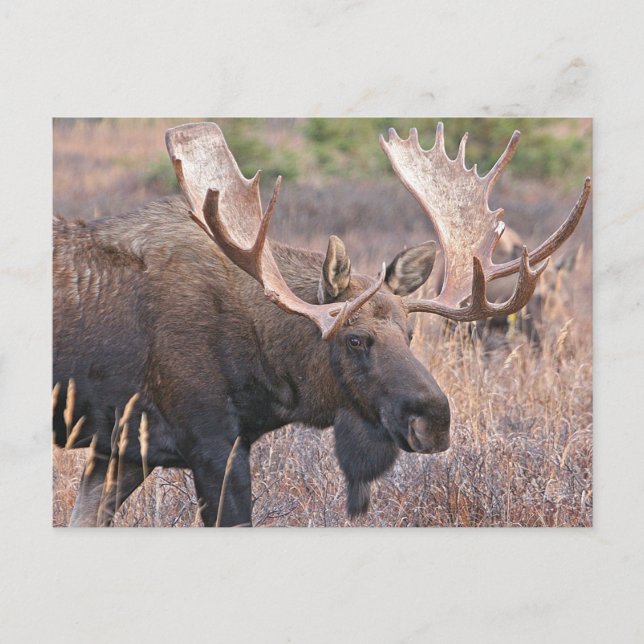 Big Bull Moose Postcard (Front)