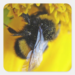 Big bumblebee square sticker