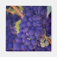 Big Bunch of Juicy Purple Grapes