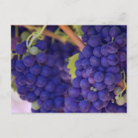 Big Bunch of Juicy Purple Grapes