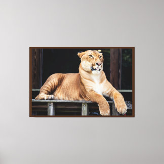 Big Cat Canvas Print