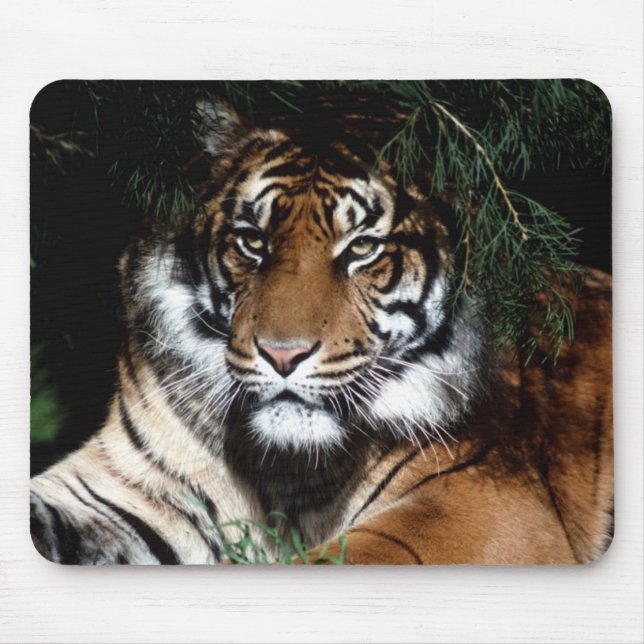 Big Cat Mouse Pad (Front)