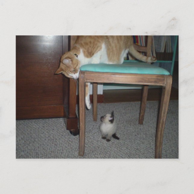 Big Cat Sees Little Kitten Postcard (Front)