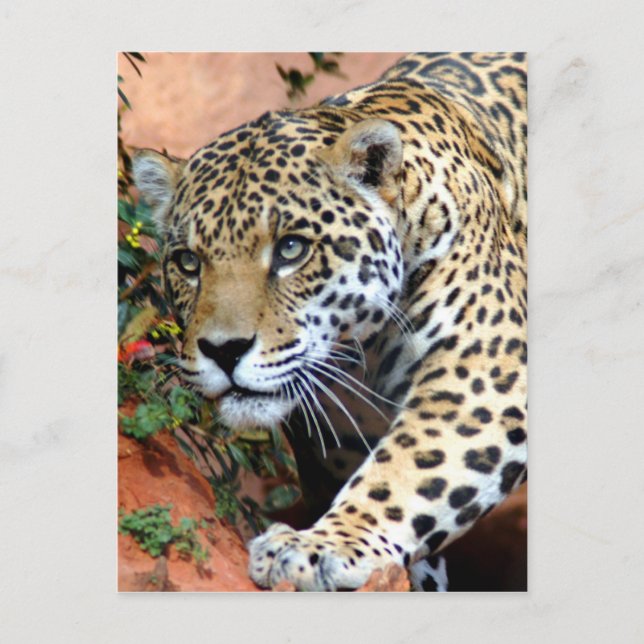 Big Cats - 10 Postcard (Front)