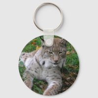 Big Cats - 11