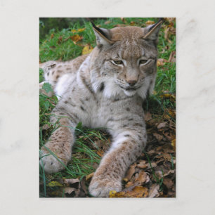 Big Cats - 11 Postcard