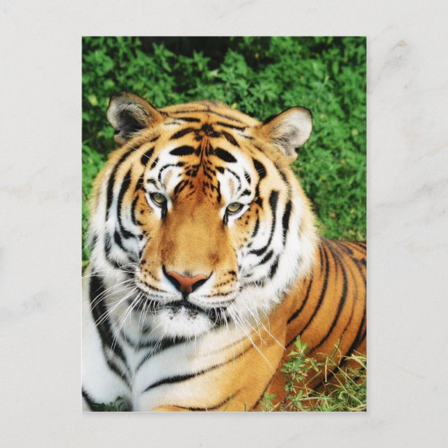 Big Cats - 12 Postcard (Front)