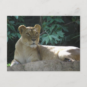 Big Cats - 2 Postcard