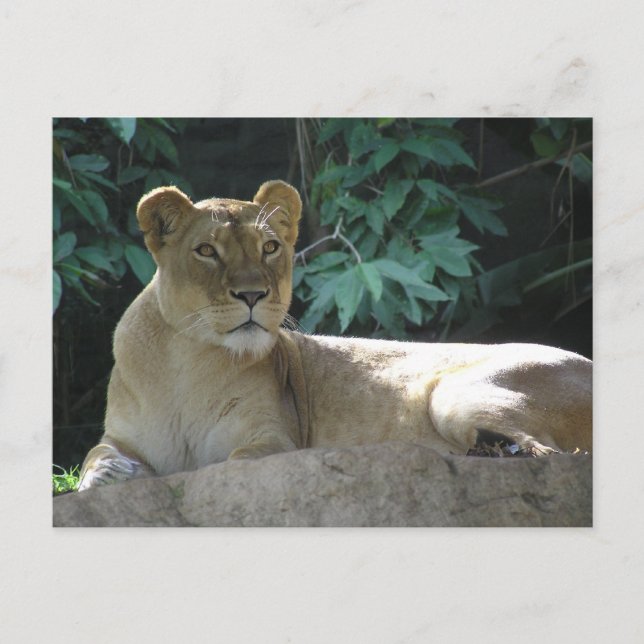Big Cats  - 2 Postcard (Front)