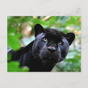 Big Cats - 4 Postcard