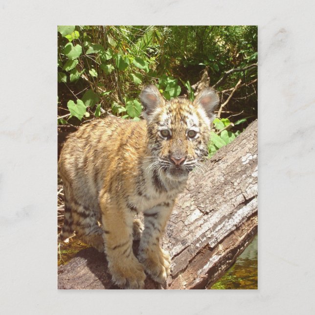 Big Cats - 5 Postcard (Front)