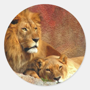 Big Cats - 6 Classic Round Sticker