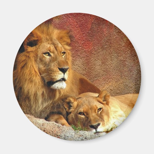 Big Cats - 6 Magnet (Front)