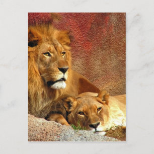 Big Cats - 6 Postcard