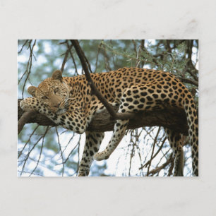 Big Cats - 7 Postcard