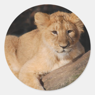 Big Cats - 8 Classic Round Sticker