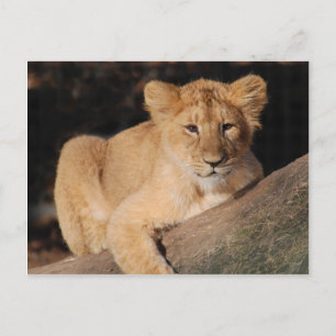 Big Cats - 8 Postcard