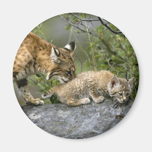 Big Cats - 9 Magnet (Front)