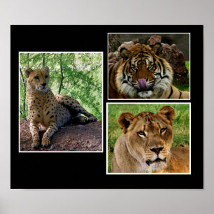 big cats print
