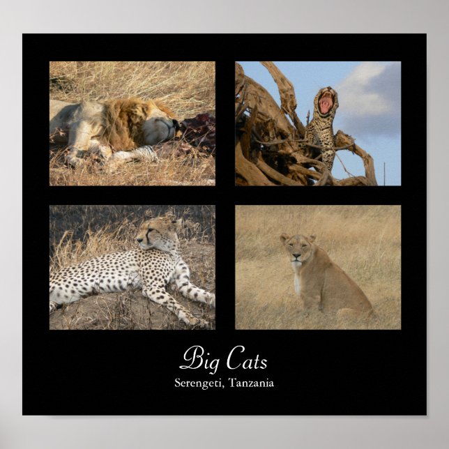 Big Cats - Serengeti, Tanzania Poster (Front)