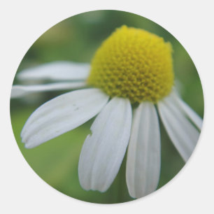 Big chamomile classic round sticker