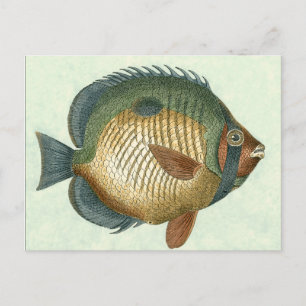 Big Colourful Fish Postcard