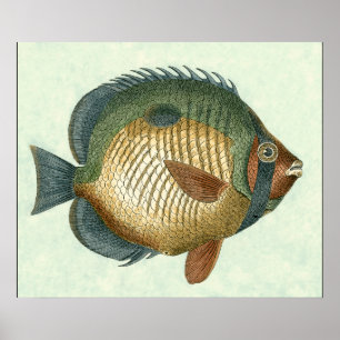 Big Colourful Fish Poster