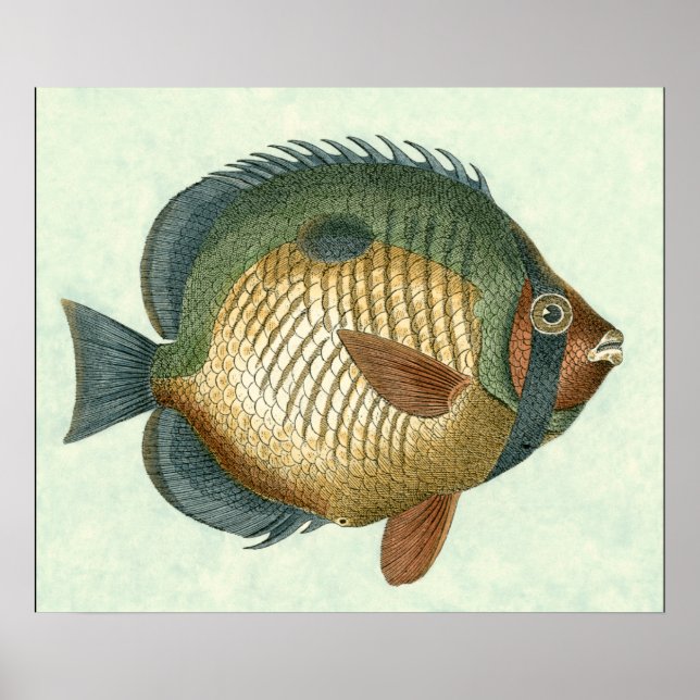 Big Colourful Fish Poster (Front)