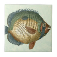 Big Colourful Fish