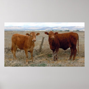 Big Cow Eyes - Red Cattle - Western Poster