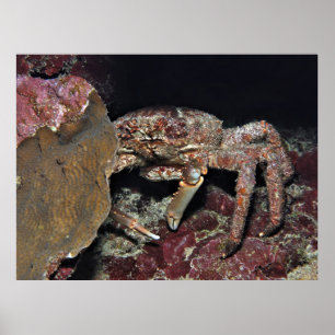 Big Crab Poster