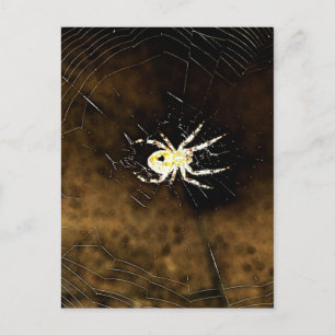 Big Creepy Spider on it's Web Postcard