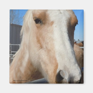 Big Dark Eyes Golden Blonde Palomino Pony Magnet